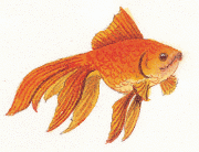 goldfish-info