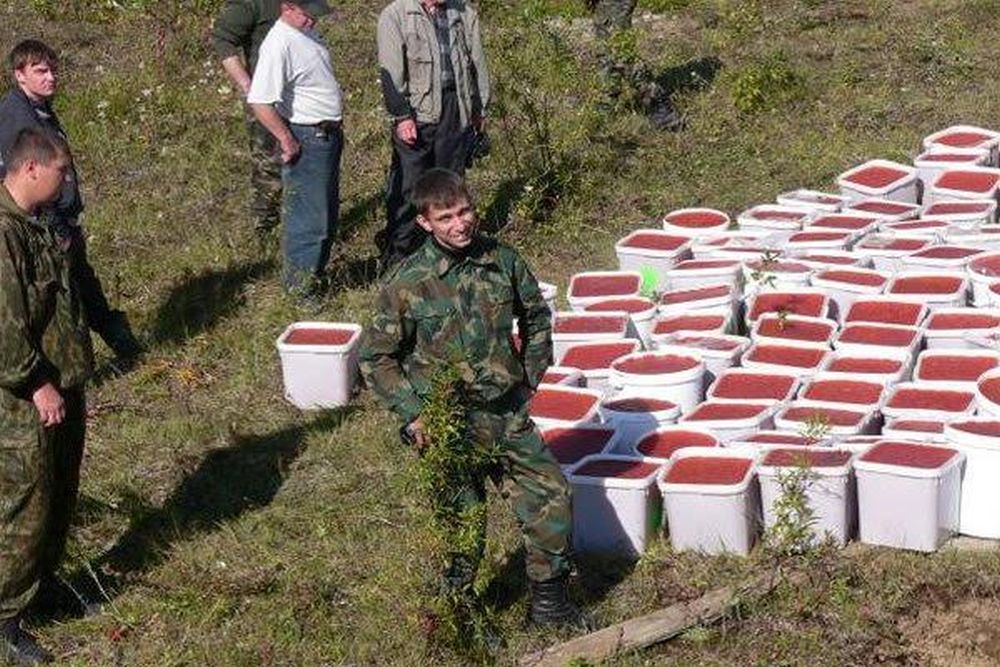 Случай про. Уничтожение красной икры на Камчатке. Уничтожение браконьерской икры на Камчатке. Красная икра браконьеры. Красная икра контрабанда.