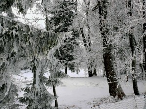 Lietuviškas miškas gilią žiemą. Slaptai.lt (Vytautas Visockas) nuotr.