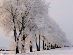 Tokių žiemų Lietuvoje - jau reta. Slaptai.lt (Vytautas Visockas) nuotr.