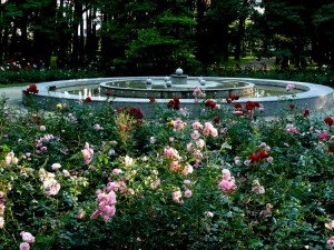 Parke žydi rožės