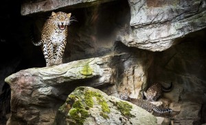 Leopardė su jaunikliais. EPA - ELTA nuotr.