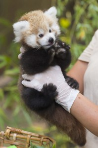 Mažoji panda. EPA - ELTA nuotr.