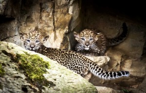 Šrilankinių leopardų jaunikliai. EPA - ELTA nuotr.