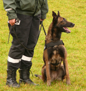 Policininko šuo. V.Visocko nuotr.
